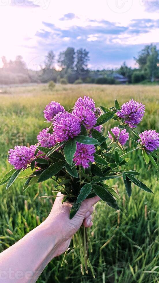 mujer mano participación trébol ramo de flores rosado flores prado hierbas en frente de campo rústico escena verano campo vacaciones parque bosque césped naturaleza foto