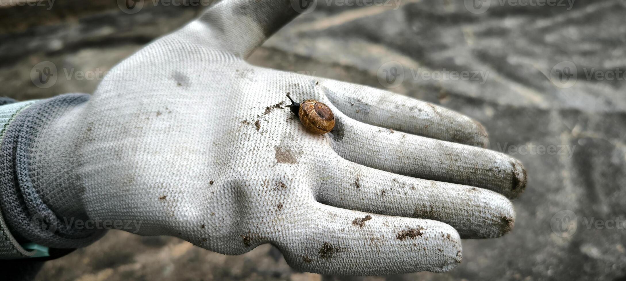 snail farm closeup gardening mollusk animal nature ecology greenery spring summer photo