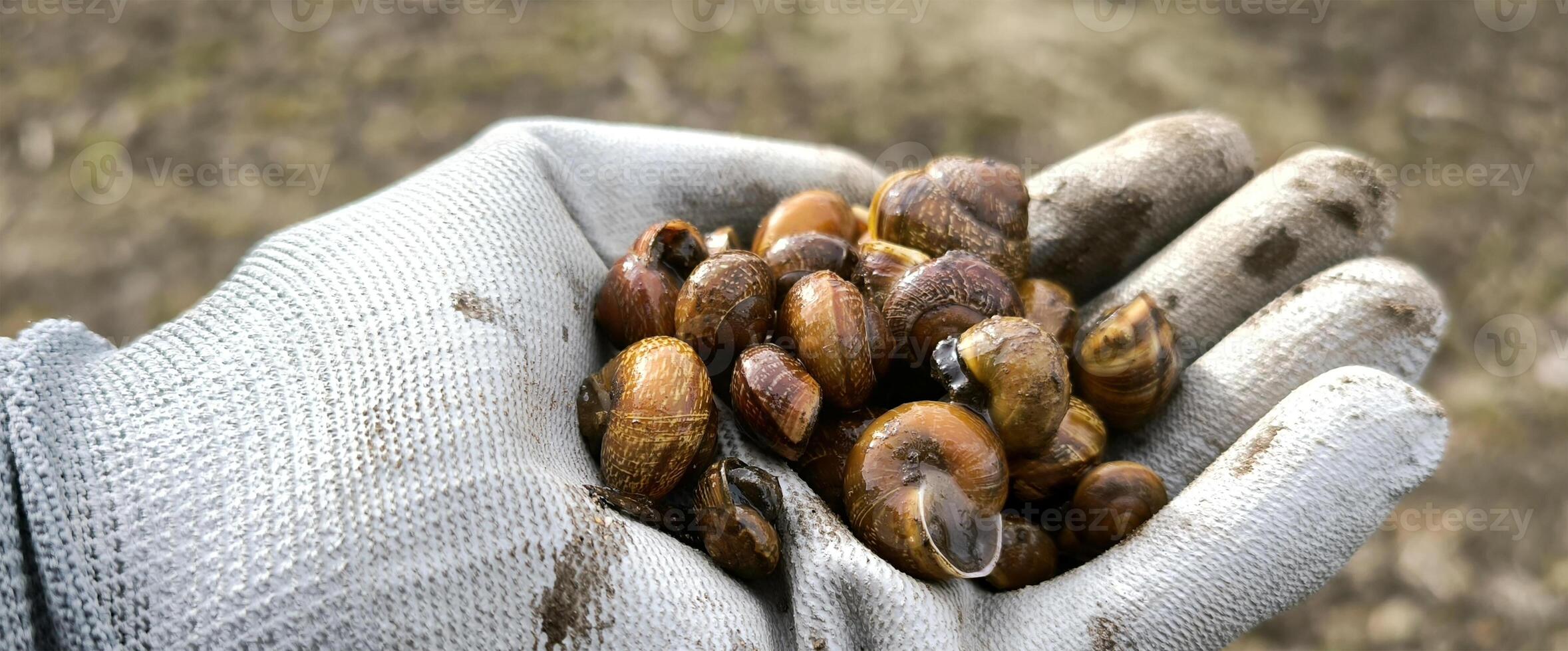 snail farm closeup gardening mollusk animal nature ecology greenery spring summer photo