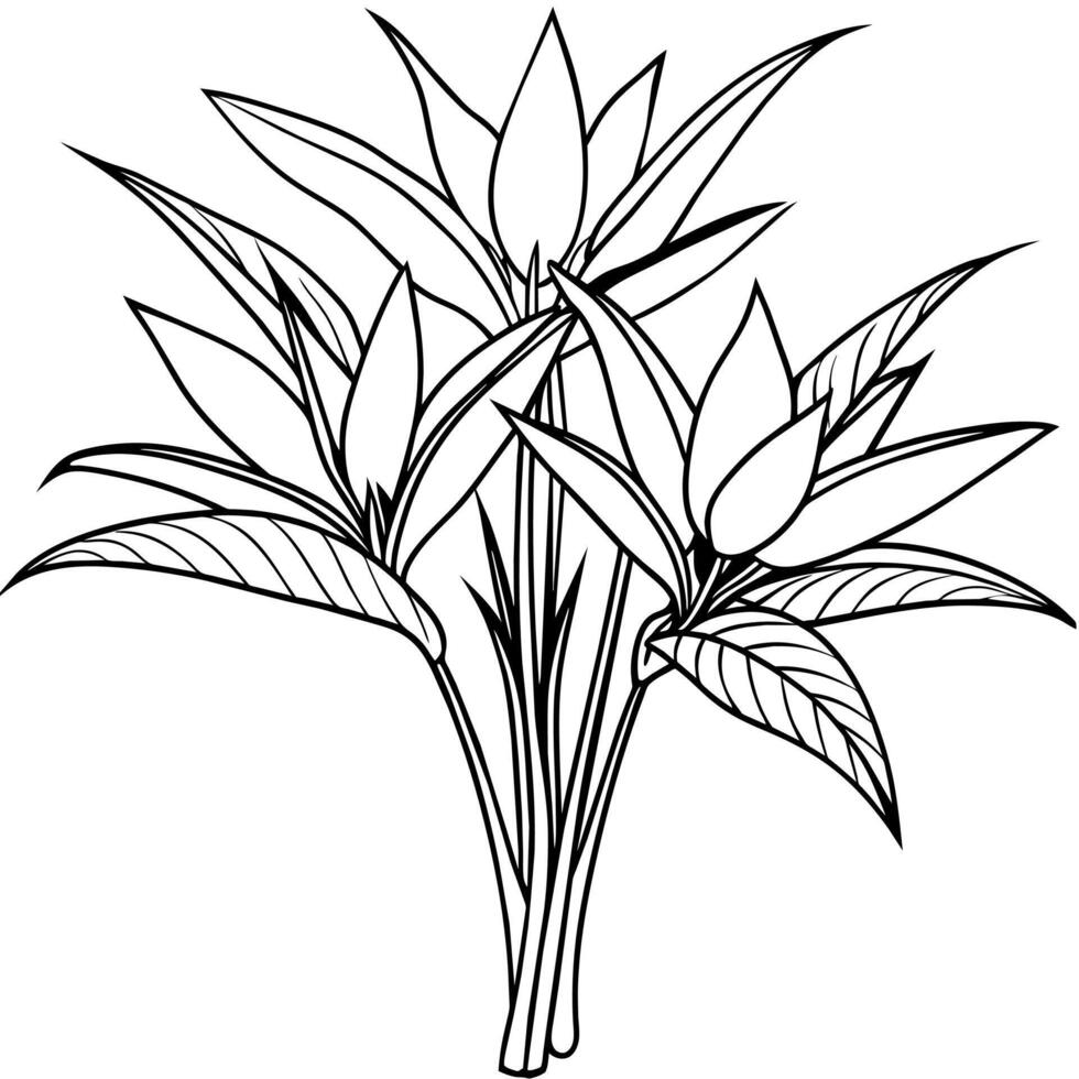Bird of Paradise Flower Bouquet outline illustration coloring book page design, Bird of Paradise Flower Bouquet black and white line art drawing coloring book pages for children and adults vector