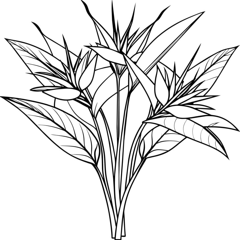 Bird of Paradise Flower Bouquet outline illustration coloring book page design, Bird of Paradise Flower Bouquet black and white line art drawing coloring book pages for children and adults vector