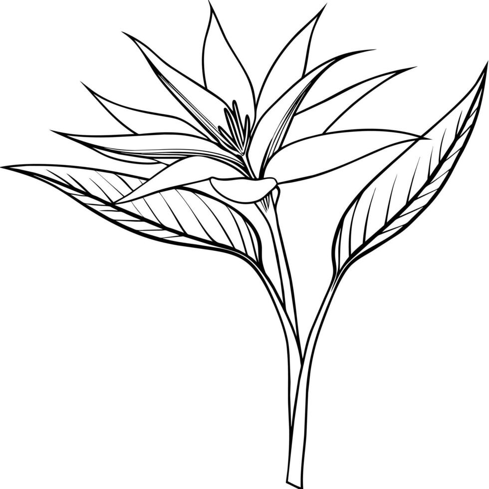 Bird of Paradise flower plant outline illustration coloring book page design, Bird of Paradise flower plant black and white line art drawing coloring book pages for children and adults vector