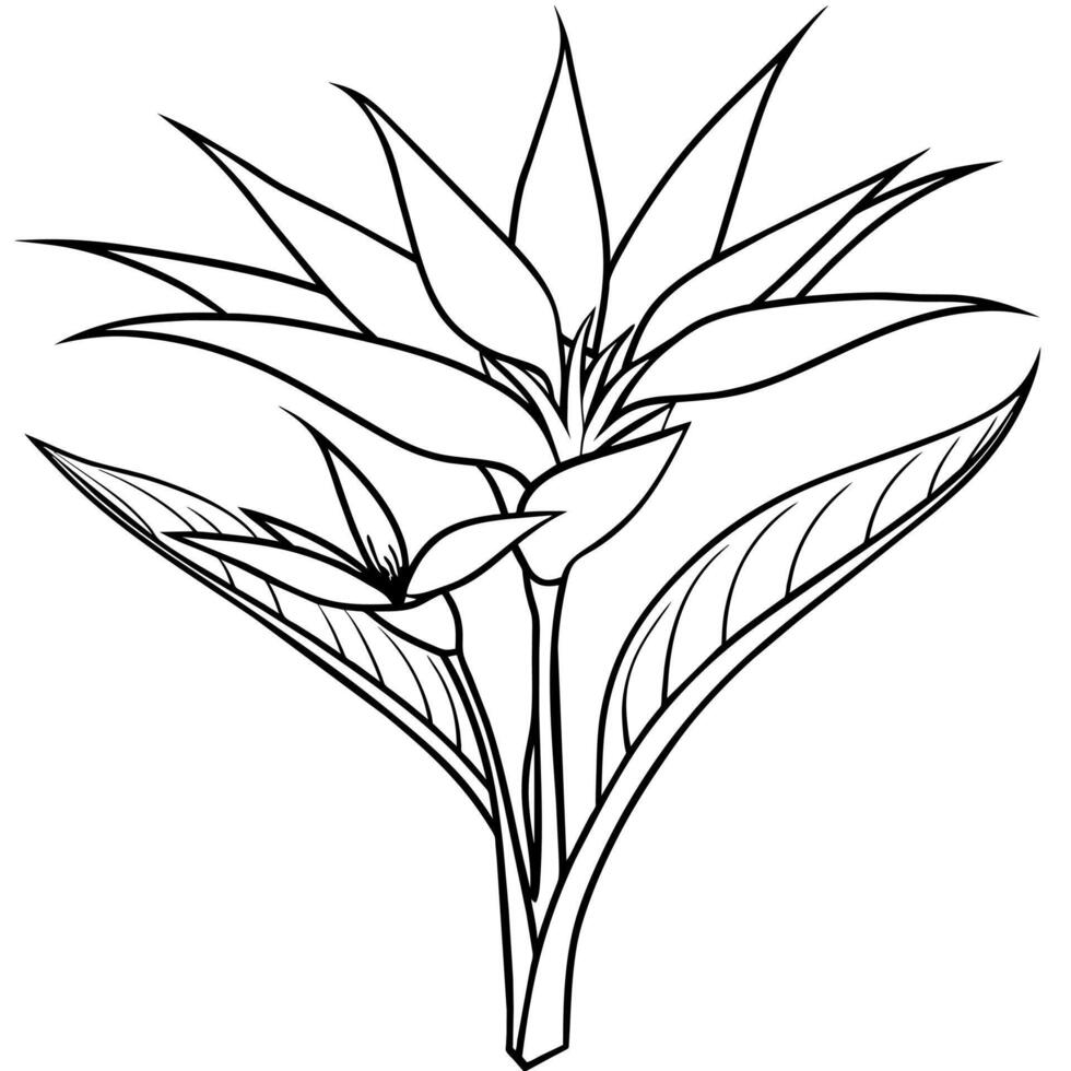 Bird of Paradise flower plant outline illustration coloring book page design, Bird of Paradise flower plant black and white line art drawing coloring book pages for children and adults vector