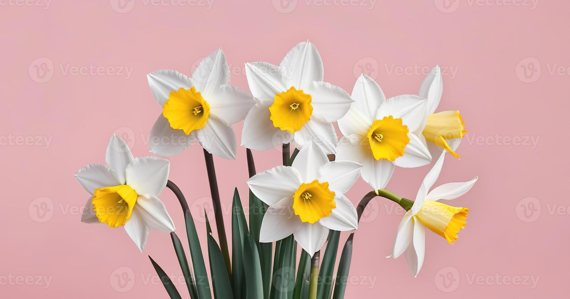 Fresh spring flowers narcissus bouquet banner on pink peach background mothers day valentines photo