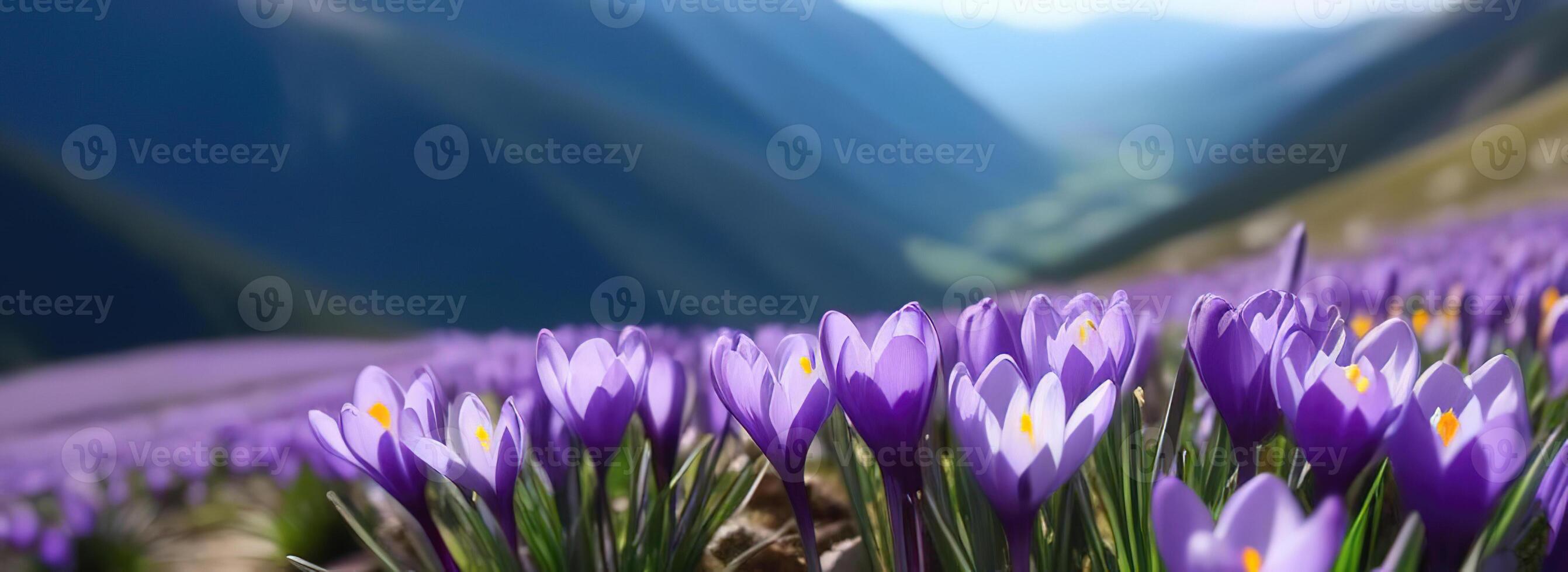 primavera bandera púrpura azafrán flores en montañas campanillas temprano primavera Copiar espacio marzo abril botánica plantas Fresco viaje vacaciones Valle foto