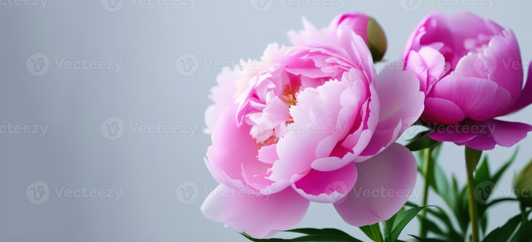 Pink peonies banner on the right side banner grey solid background space for text copy space close up flowerspetals leaves garden flowers photo