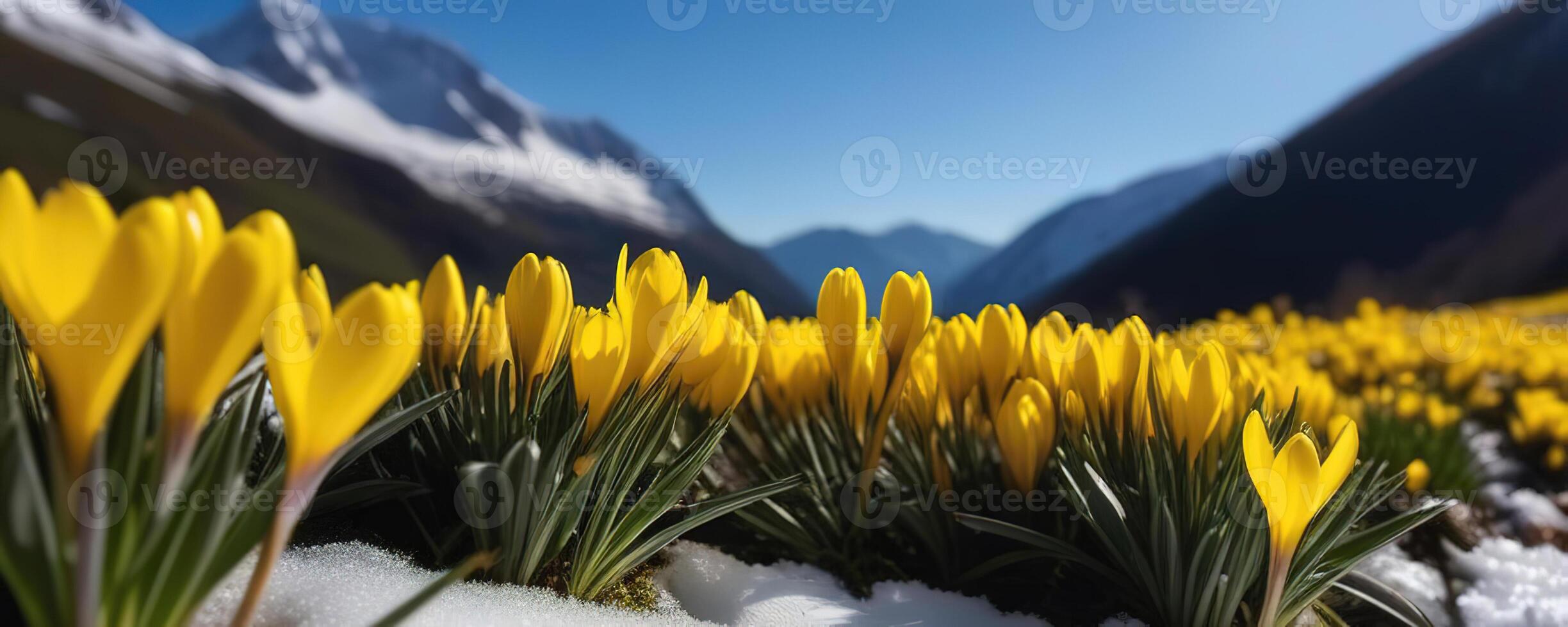 Spring banner yellow crocus flowers in mountains snowdrops early spring copy space march april botany plants fresh travel vacation valley photo