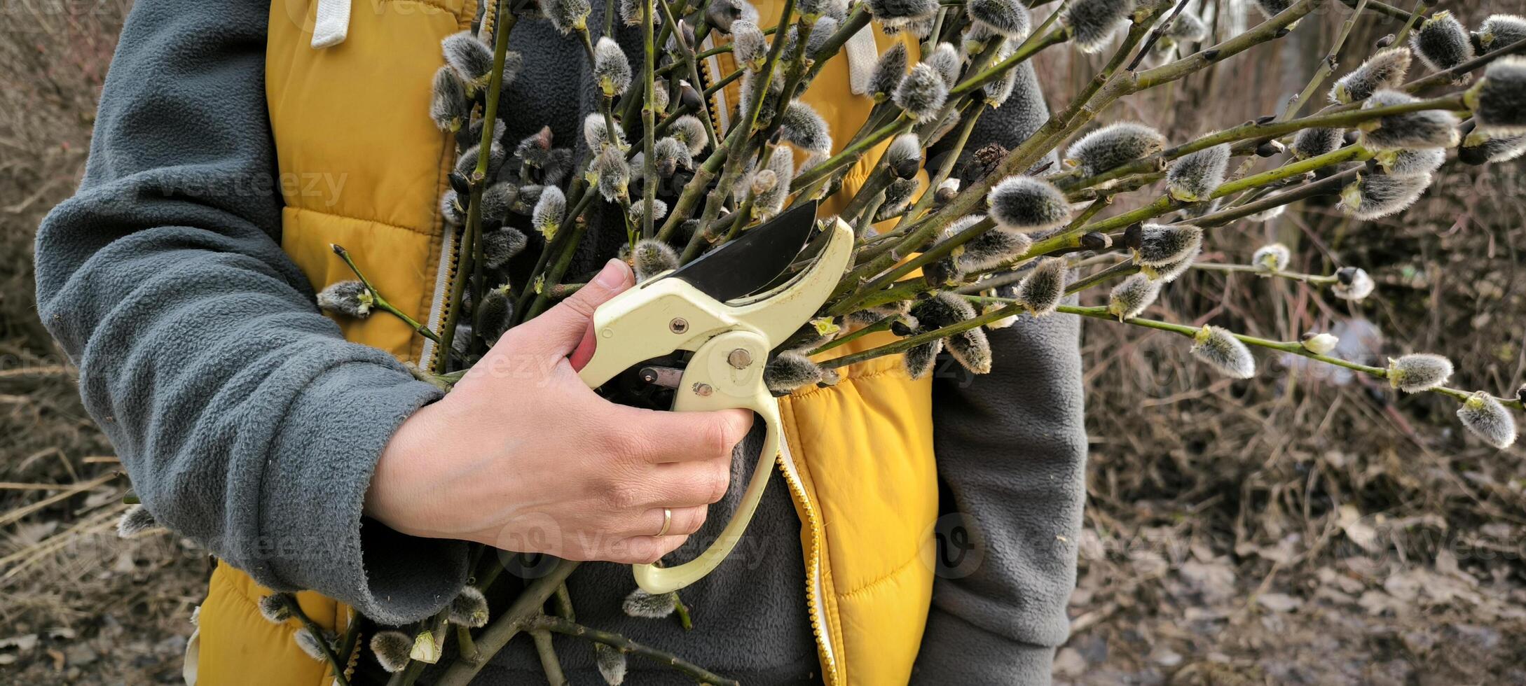 woman holding garden pruner and branches willow yellow vest farm gardening spring bouquet outdoors ecological agriculture photo