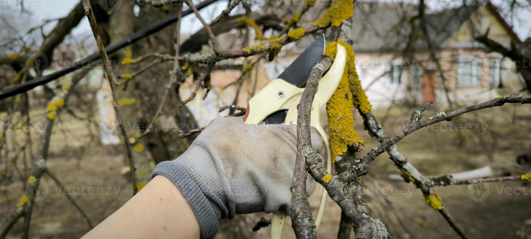 Gardener cutting trimming tree bush apple tree branches farming spring working outdoors ecological agriculture woman hards rustic greenery plants botany photo