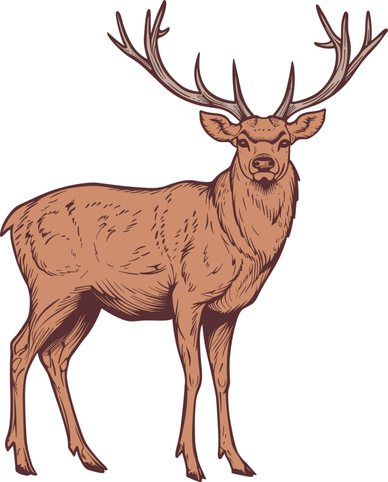 Deer clipart design illustration png