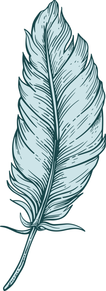 Feather clipart design illustration png