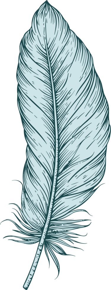 Feather clipart design illustration png
