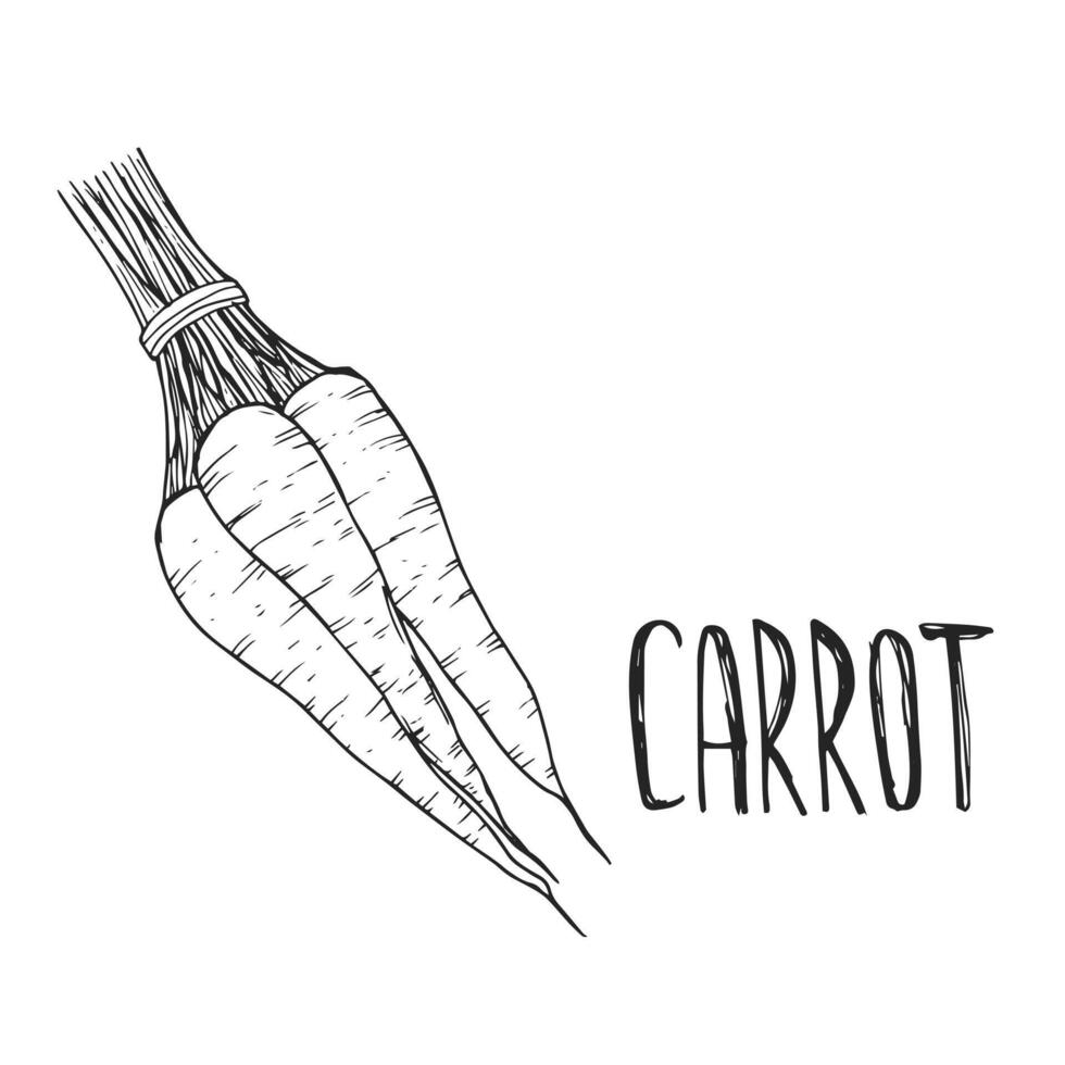 Hand drawn ink doodle sketch carrot with lettering. Eco, bio, organic farm product. vector