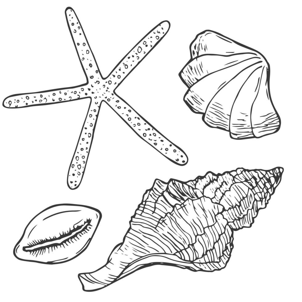 Doodle ink Seashells set. Hand drawn illustration on white background. Collection of realistic sketches. vector