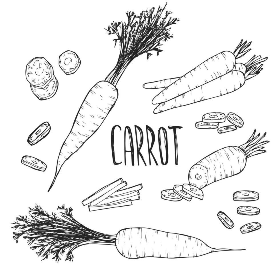 Set of hand drawn sketchy outline carrots. Doodle black contour whole vegetables and piece of, bunches on white background. Ideal for coloring pages, tattoo, pattern vector