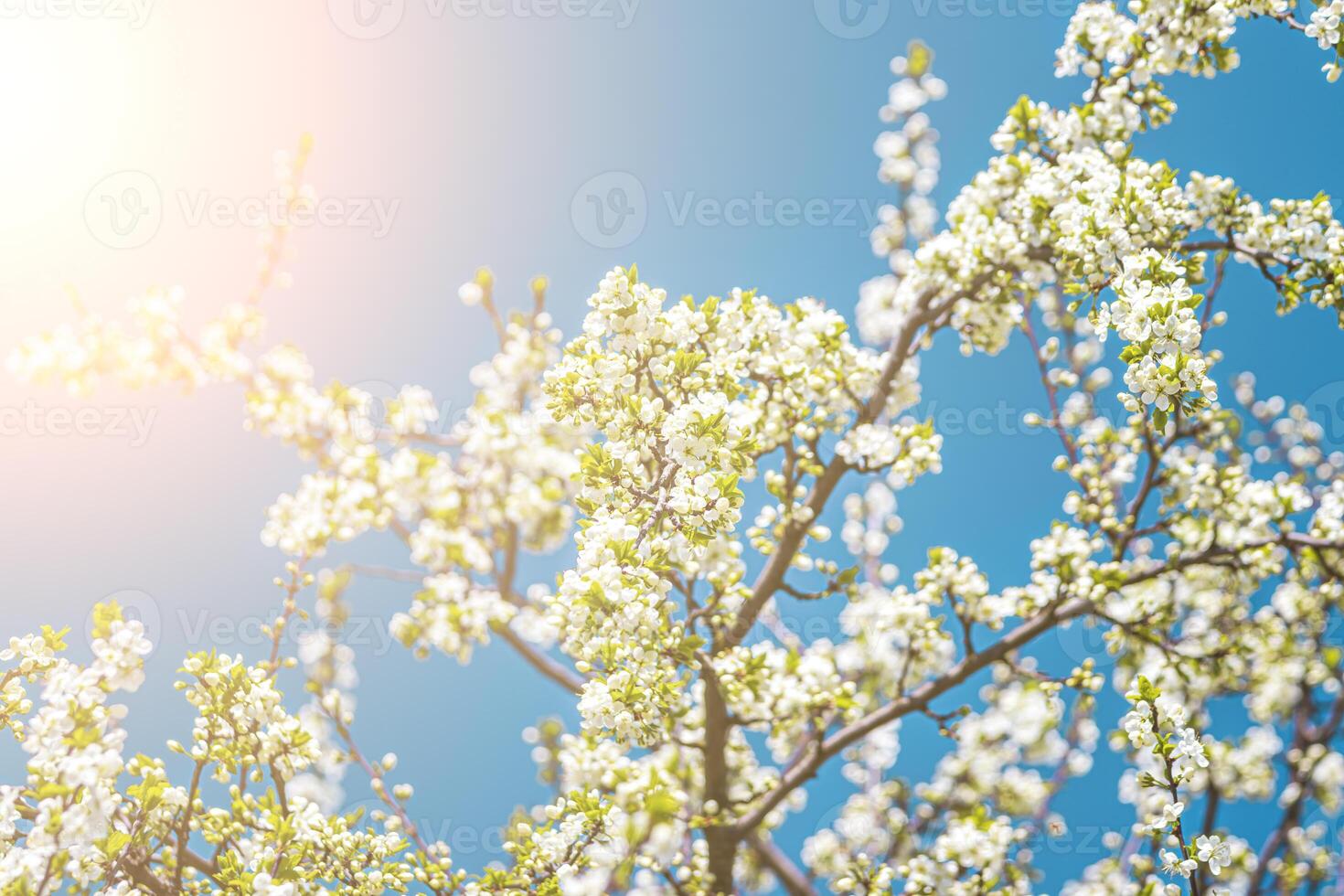 Cherry blossom branches illuminated by sunlight in spring. photo