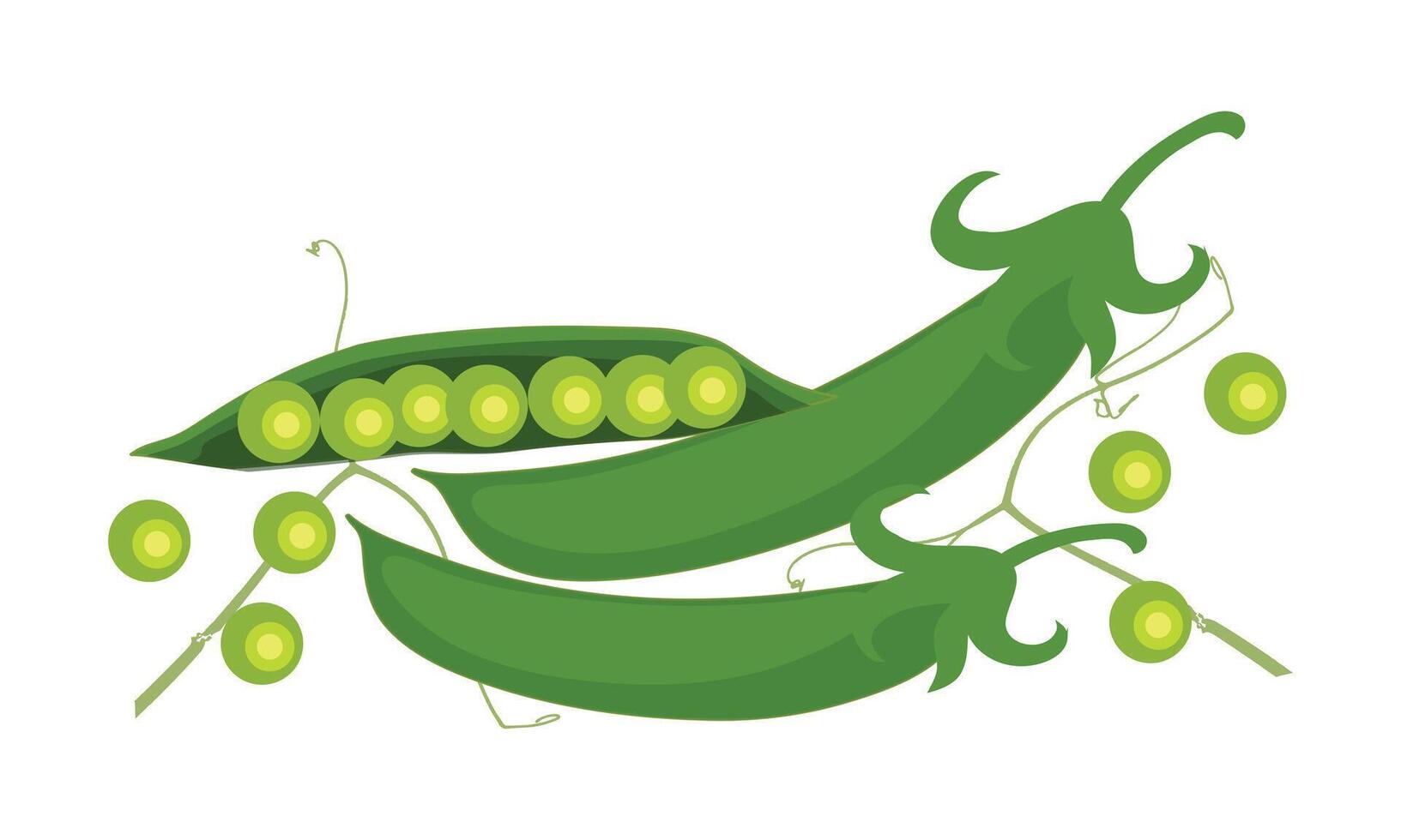 Green Peas Design And Illustration. vector