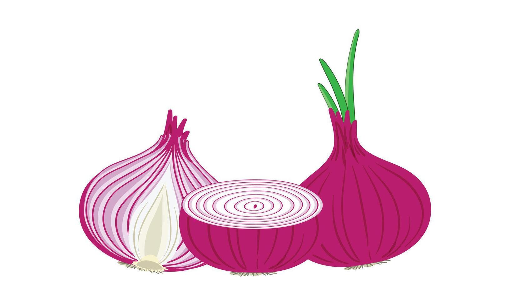 Onion Design And Illustration. vector
