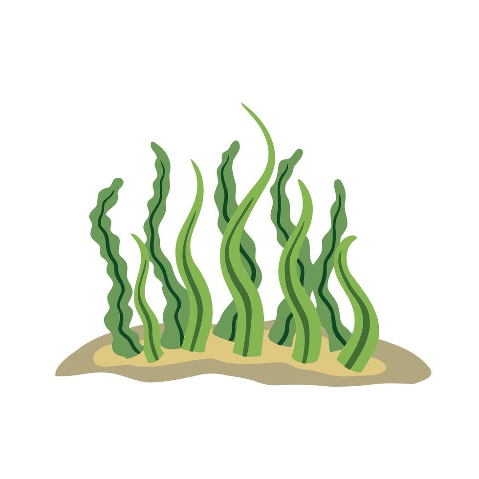 Algae on seabed. Underwater scenery. Aquarium Icon isolated on white background. Alga Plants and seaweed with long leaves. Green Element of the sea and water vector