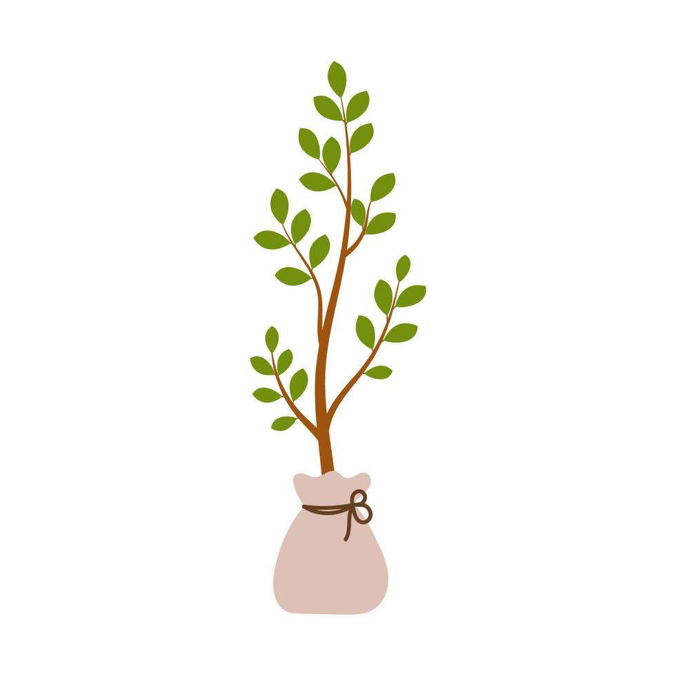 Tree seedling with closed roots and leaves on branch. illustration vector