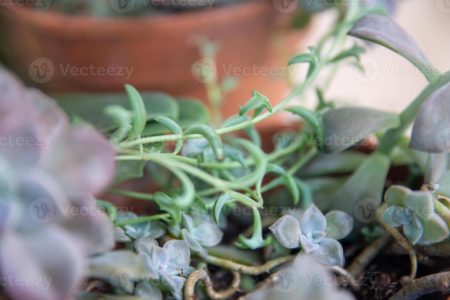 String of Dolphin Succulent photo