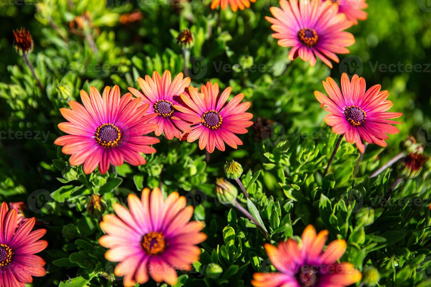 Bright wild daisies photo