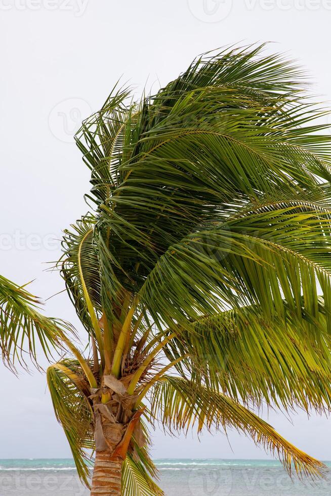Single Palm Tree on a windy day photo