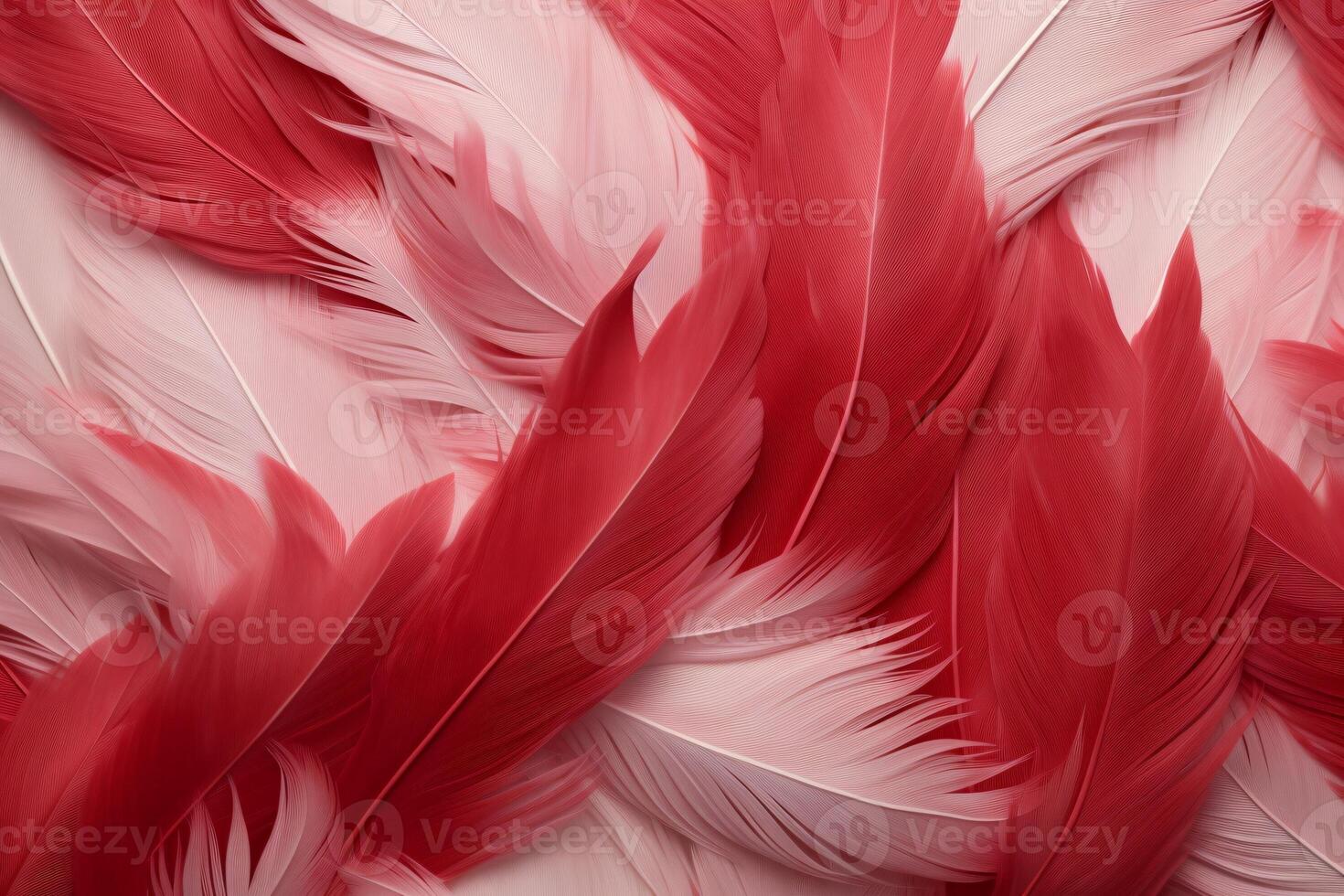 rojo plumas fondo, rojo y blanco plumas patrón, plumas fondo, plumas fondo de pantalla, pájaro plumas patrón, foto