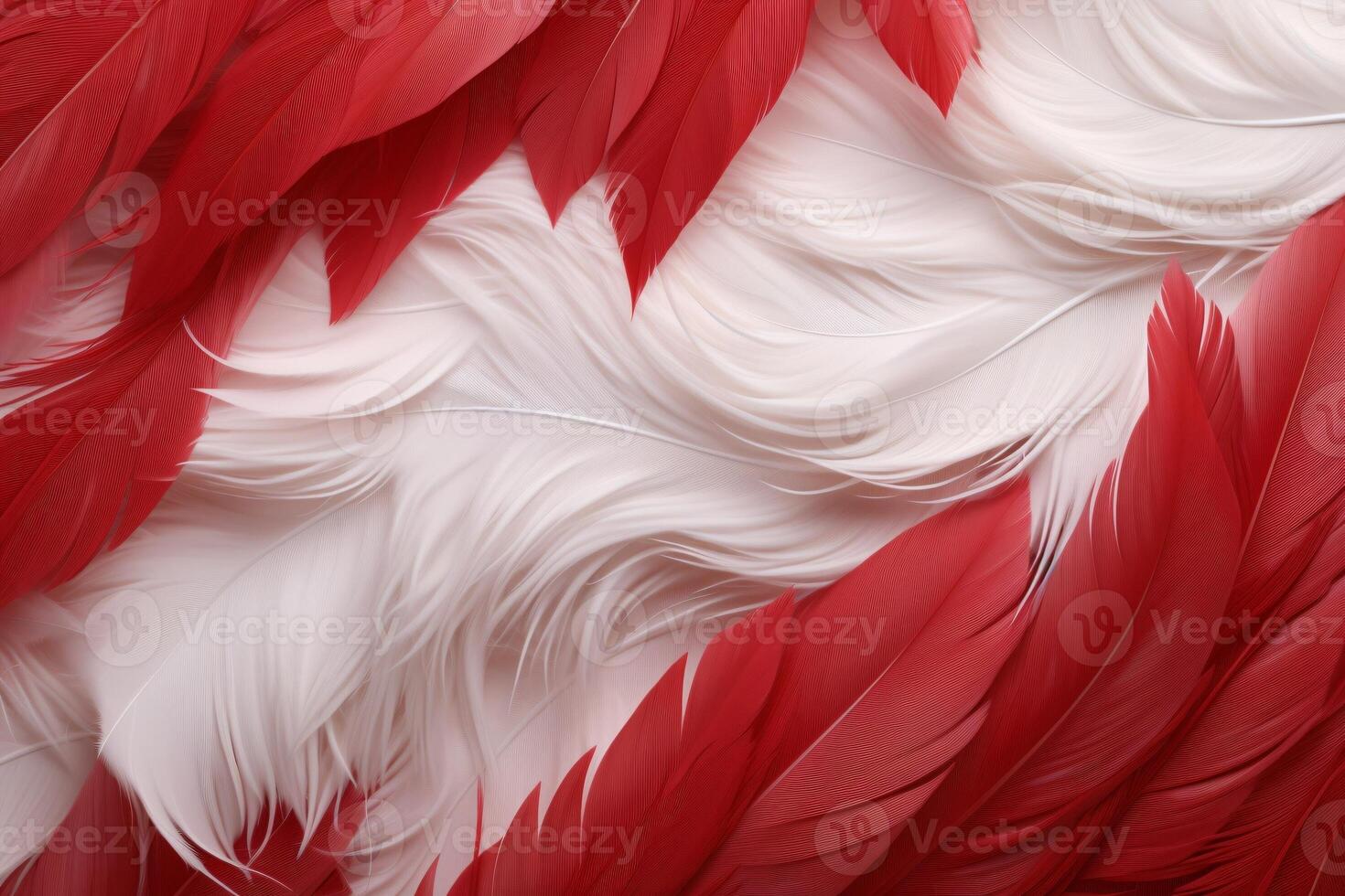 rojo plumas fondo, rojo y blanco plumas patrón, plumas fondo, plumas fondo de pantalla, pájaro plumas patrón, foto