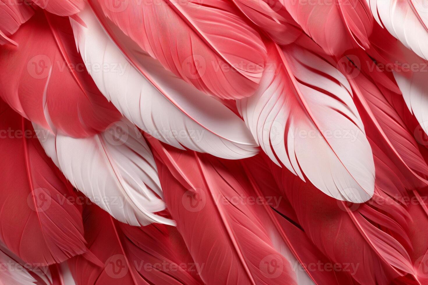 rojo plumas fondo, rojo y blanco plumas patrón, plumas fondo, plumas fondo de pantalla, pájaro plumas patrón, foto