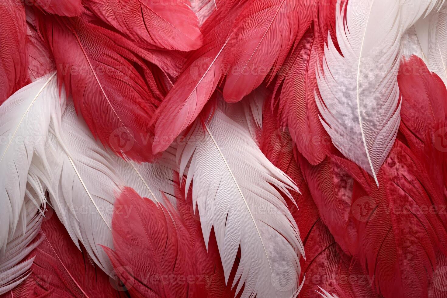 rojo plumas fondo, rojo y blanco plumas patrón, plumas fondo, plumas fondo de pantalla, pájaro plumas patrón, foto