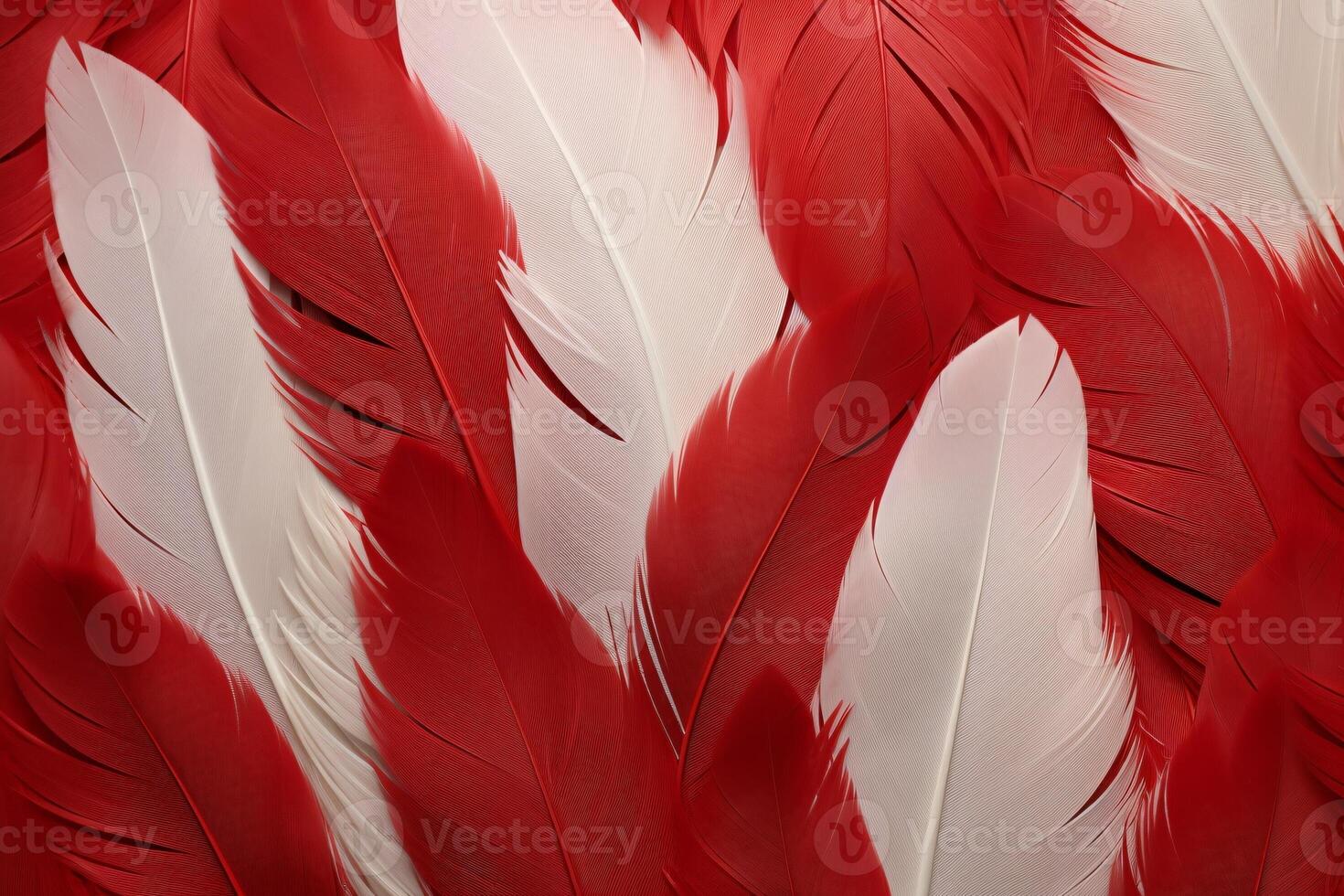 rojo plumas fondo, rojo y blanco plumas patrón, plumas fondo, plumas fondo de pantalla, pájaro plumas patrón, foto