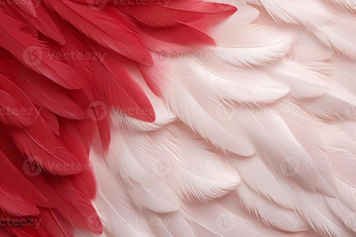 rojo plumas fondo, rojo y blanco plumas patrón, plumas fondo, plumas fondo de pantalla, pájaro plumas patrón, foto