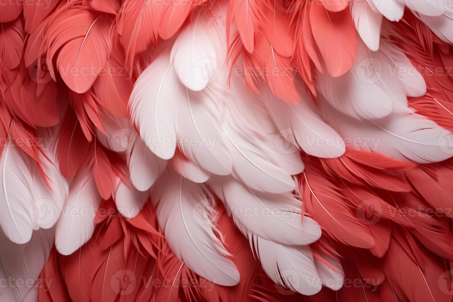 rojo plumas fondo, rojo y blanco plumas patrón, plumas fondo, plumas fondo de pantalla, pájaro plumas patrón, foto