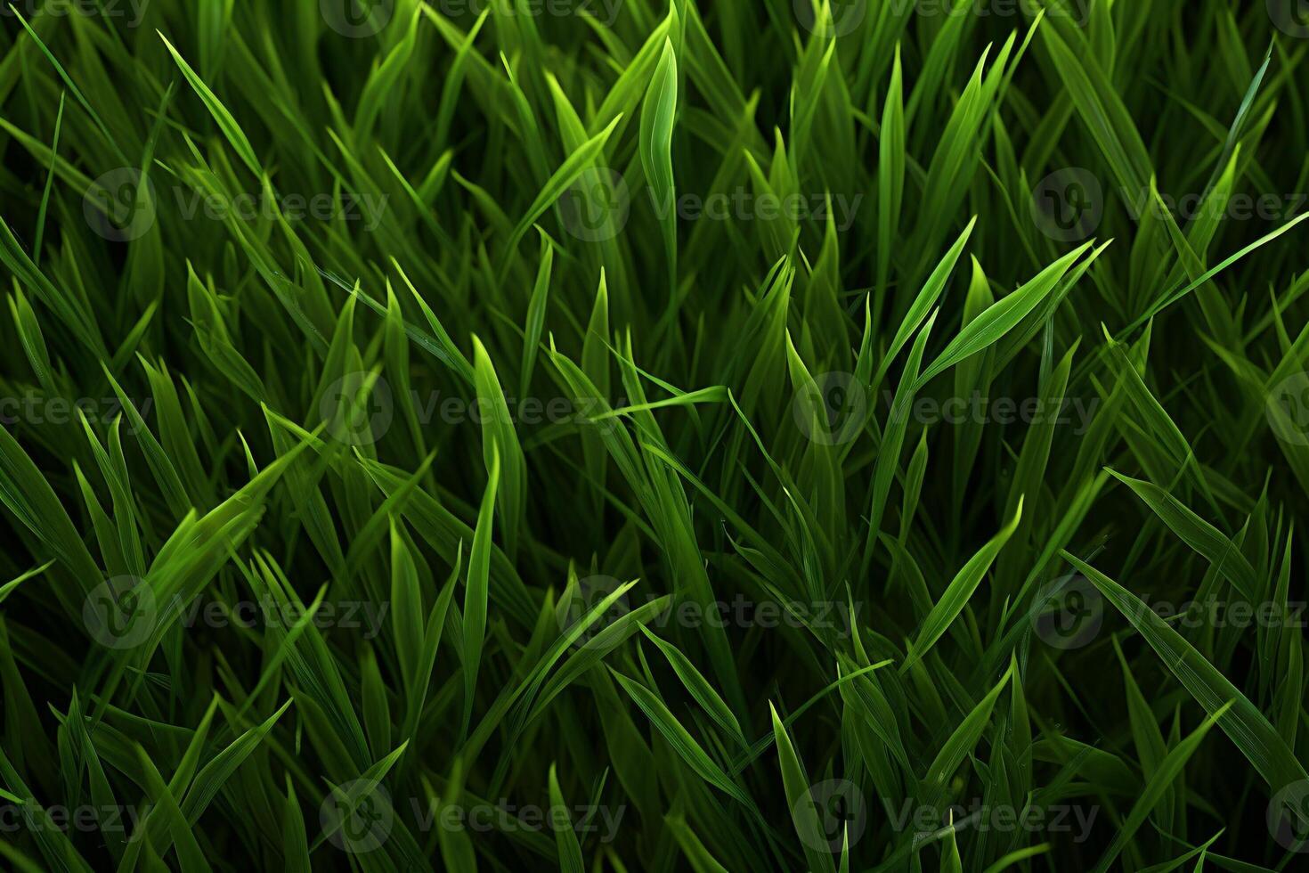 Green Grass Texture, Grass Background, Grass Texture Wallpaper, Top View Green Grass Texture, photo