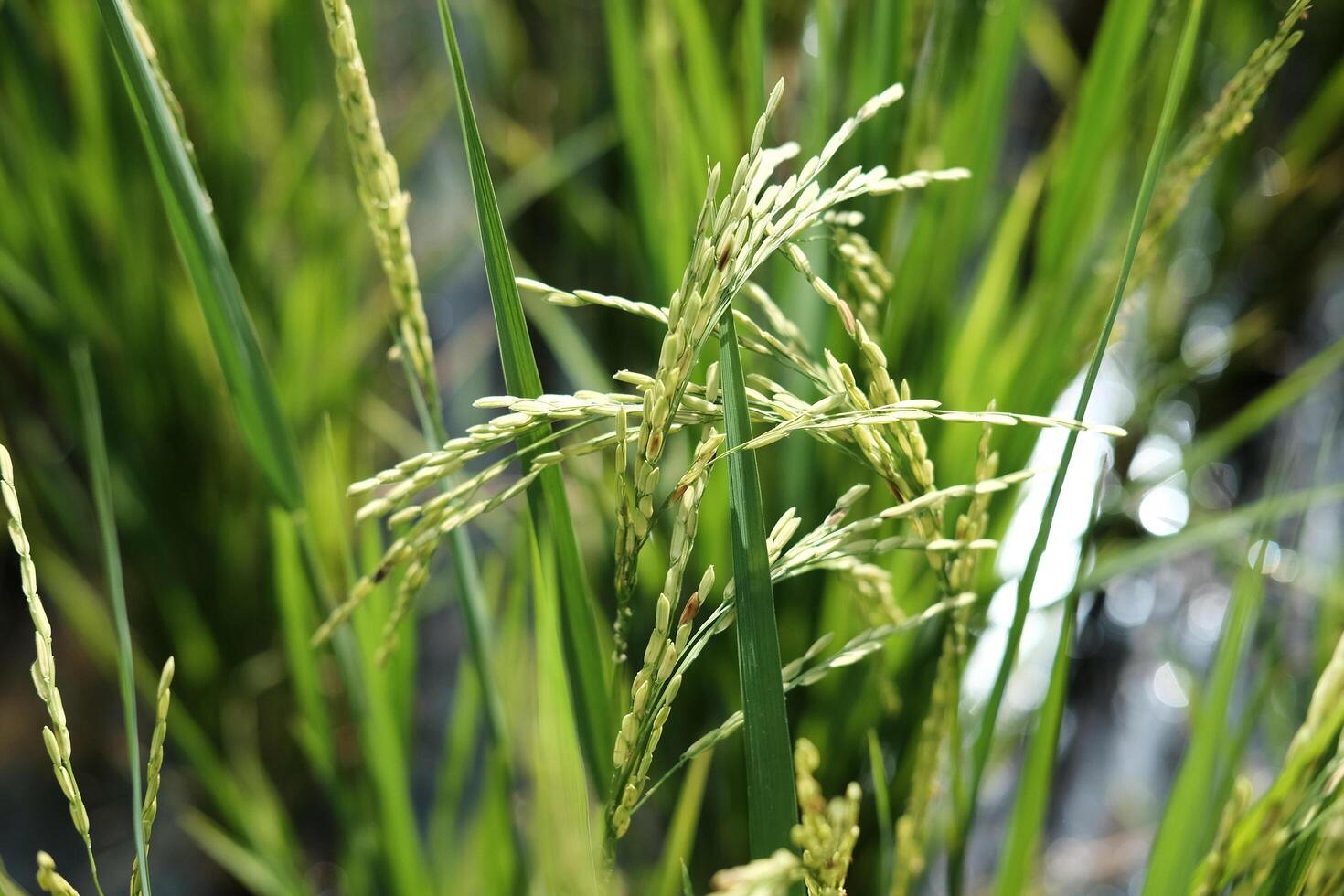 Close up newly planted paddy rice fields in the countryside of Thailand photo