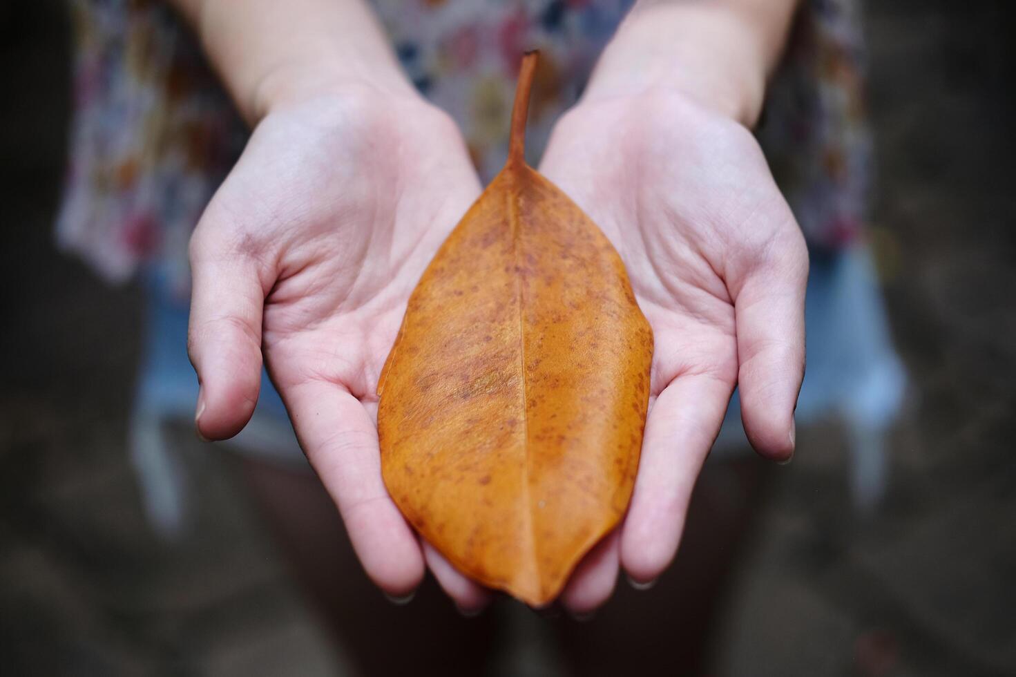 Asian young woman hand holding yellow dry leaf on green forest nature background photo