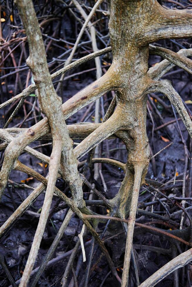 Roots in mud of Cock plants or Crabapple Mangrove of Mangrove Forest in tropical rain forest of Thailand photo