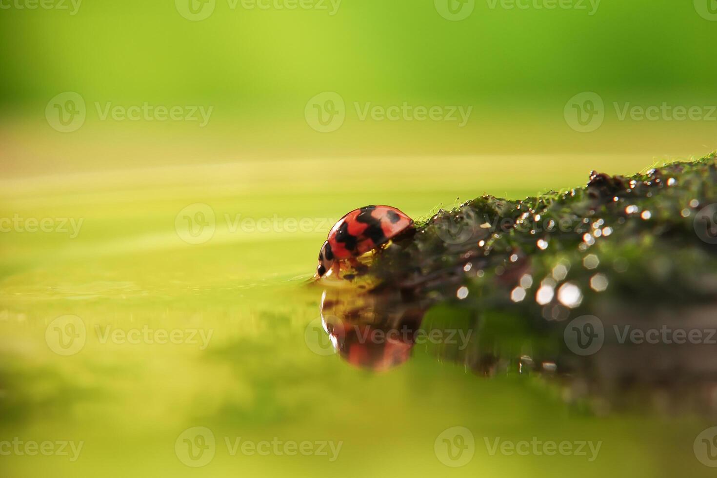 Ladybug or Small beetle Coccinellidae photo