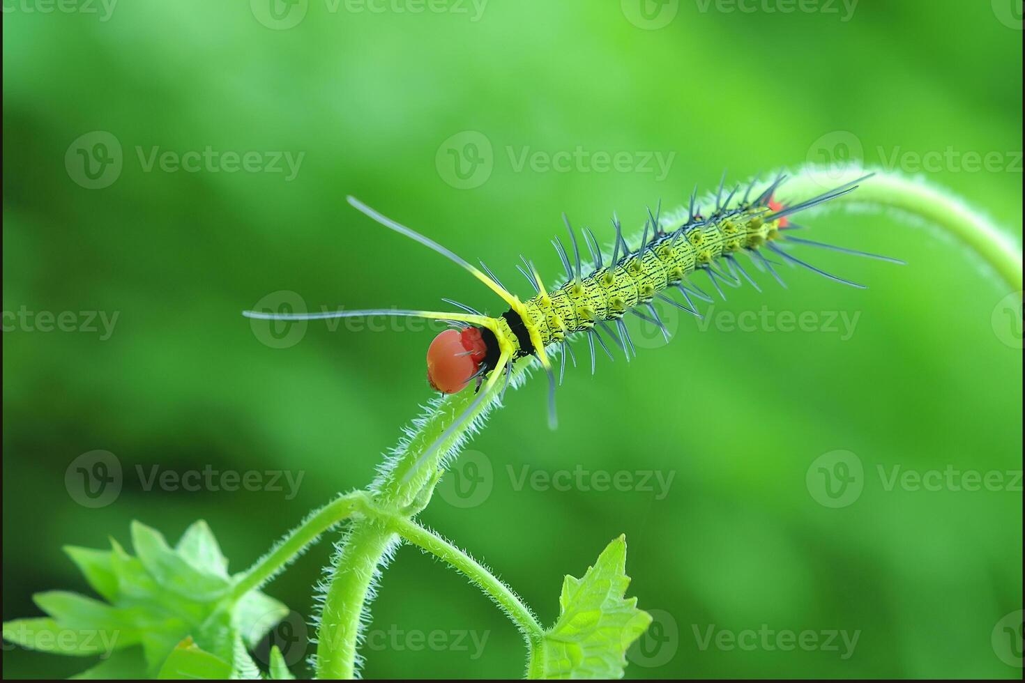 Caterpillar Dudusa Nobilis Moth photo