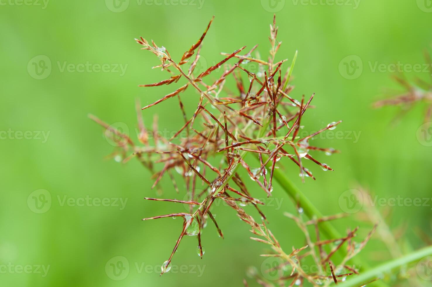 a drop of dew on the top of a cyperus rotundus flower photo