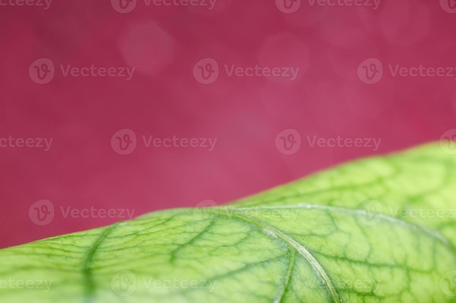 guava leaf isolated on red background photo