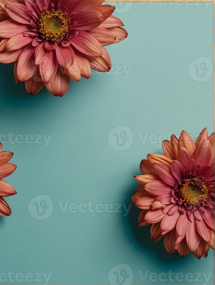Pink dahlia flowers on blue background. Flat lay, top view photo