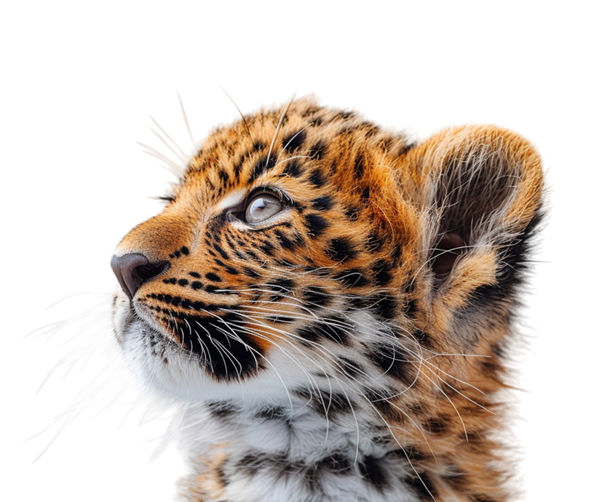 schließen oben Porträt von ein Leopard mit ein transparent Hintergrund, generiert ai png