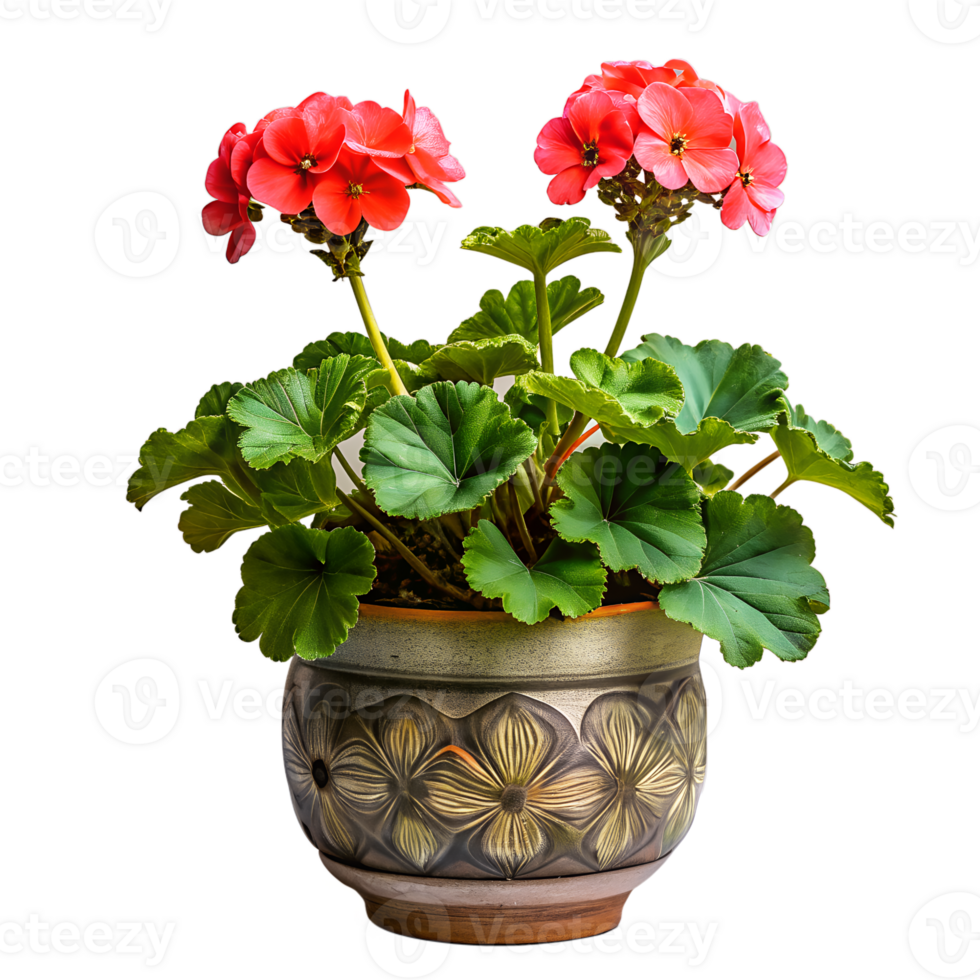 A small plant is in a brown pot png