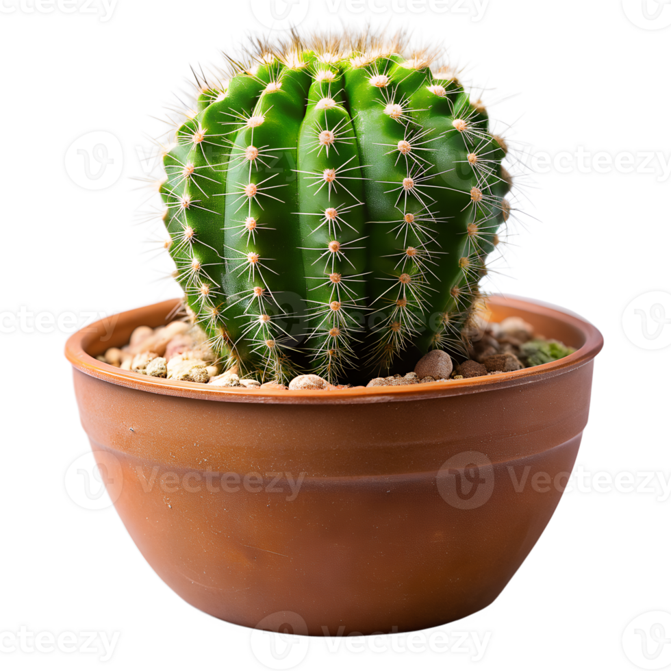 A small plant is in a brown pot png