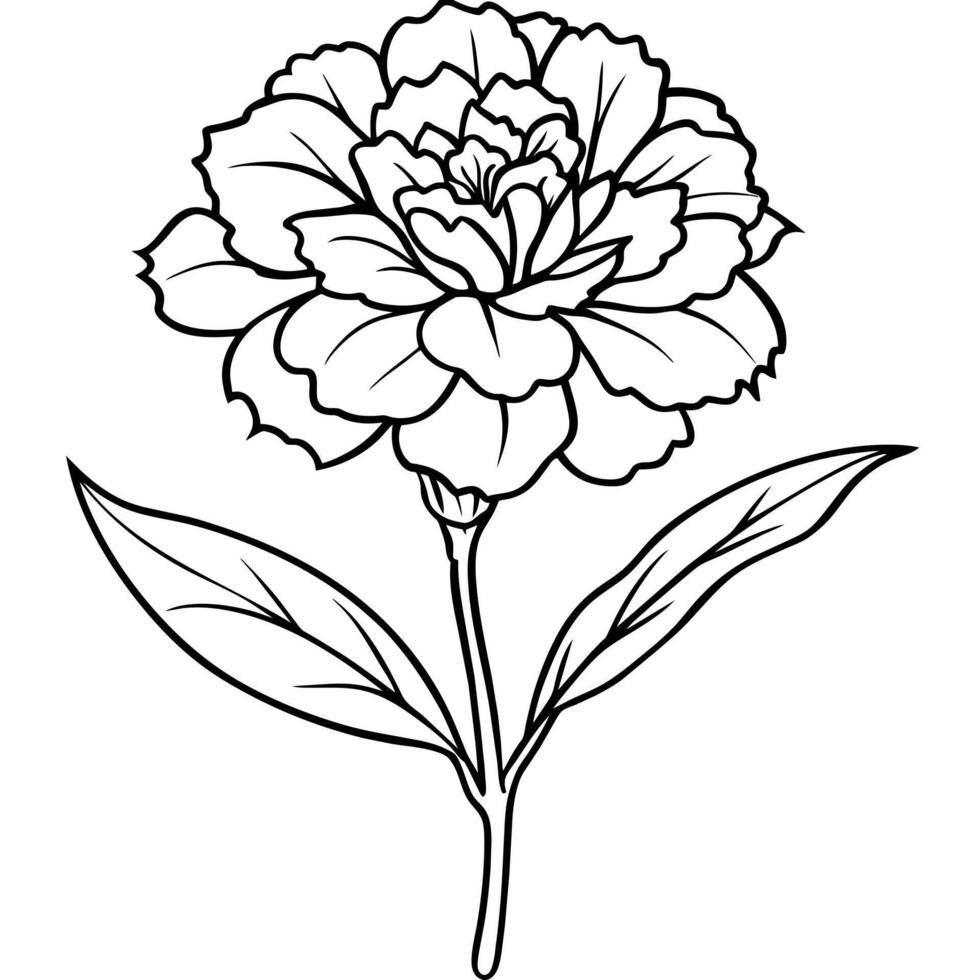 Carnation flower plant outline illustration coloring book page design, Carnation flower plant black and white line art drawing coloring book pages for children and adults vector