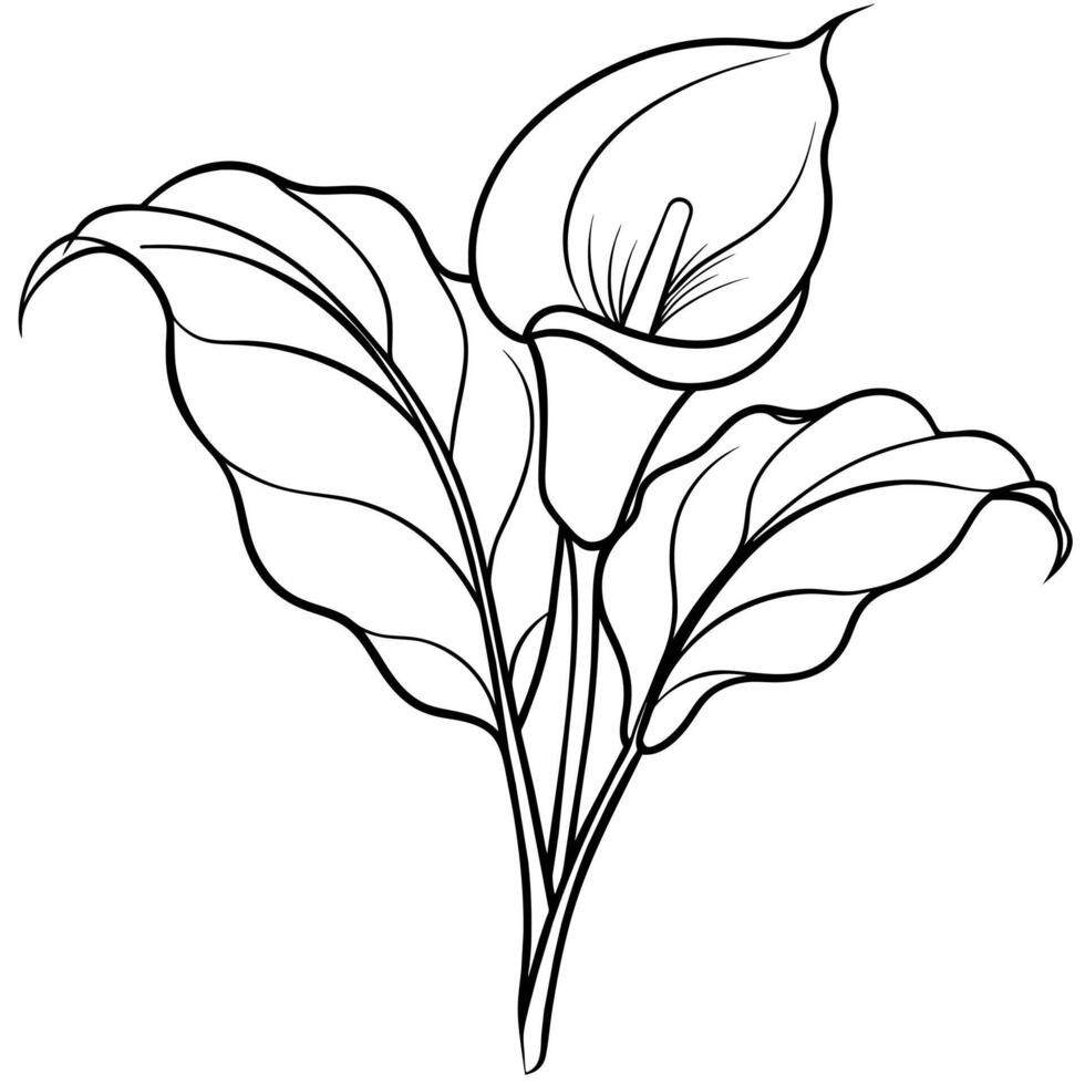 Calla Lily flower plant outline illustration coloring book page design, Calla Lily flower plant black and white line art drawing coloring book pages for children and adults vector