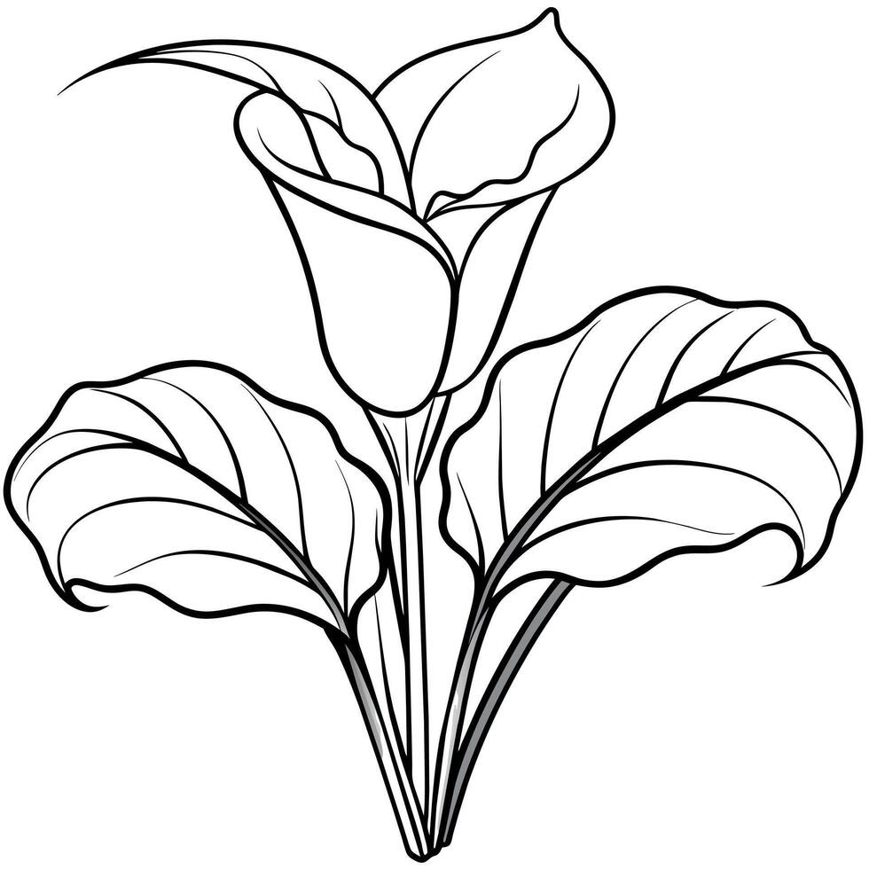 Calla Lily flower plant outline illustration coloring book page design, Calla Lily flower plant black and white line art drawing coloring book pages for children and adults vector