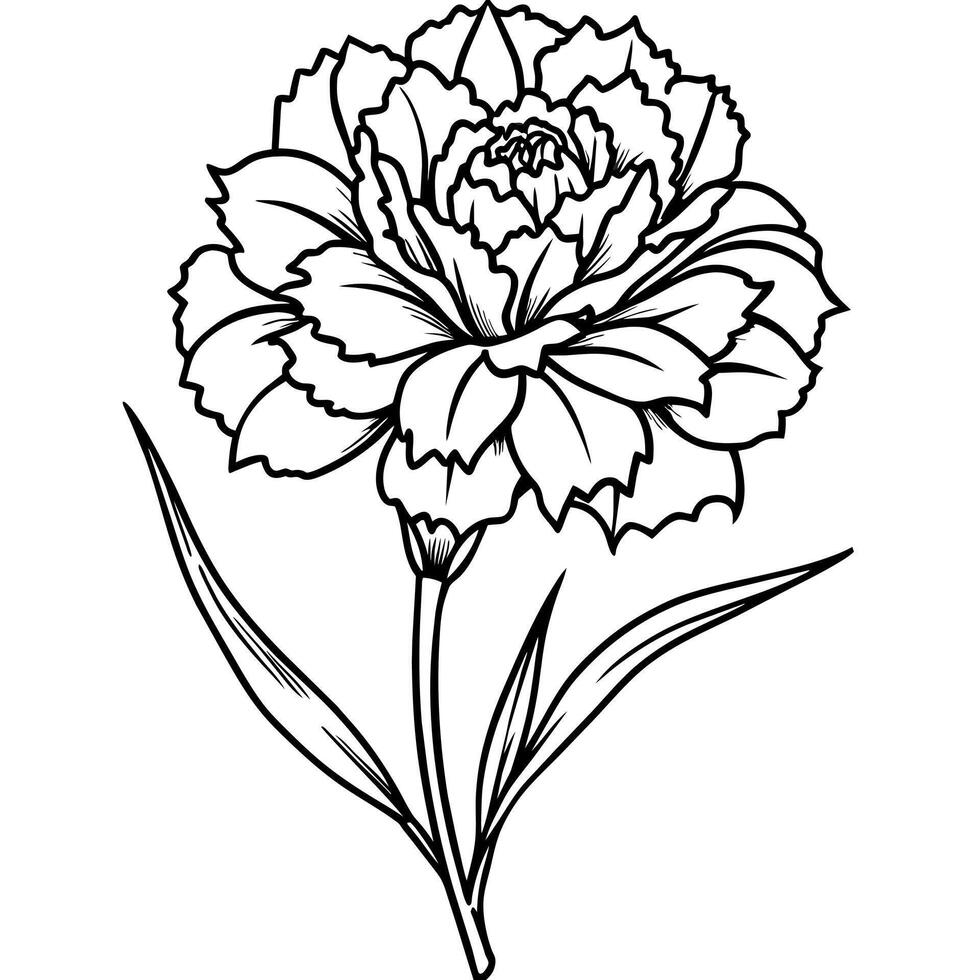 Carnation flower plant outline illustration coloring book page design, Carnation flower plant black and white line art drawing coloring book pages for children and adults vector